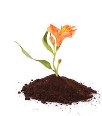 Young plant with flower in ground isolated on white