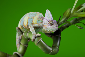 Green chameleon
