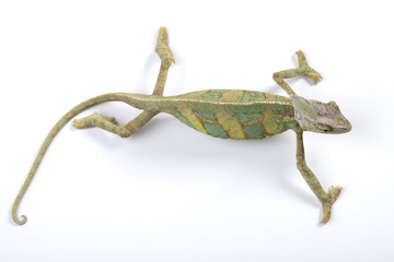 Fototapeta premium Chameleon isolated over white background