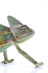 Obraz premium Lizard