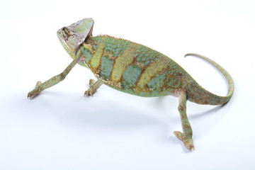 Chameleon