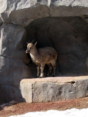 Small goat