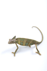 Chameleon isolated on white