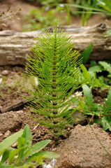 Nuova Vita - New Life