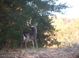 Whitetail buck rut behavior