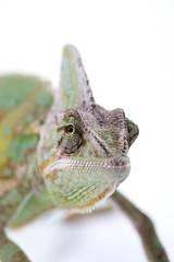 Chameleon isolated over white background