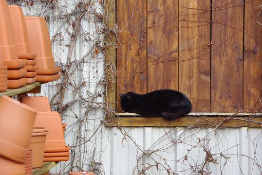 Schwarze Katze im Fensterrahmen