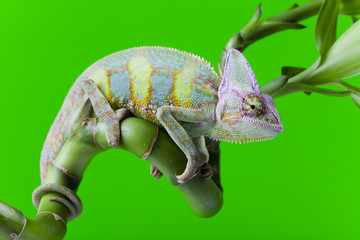 Green chameleon