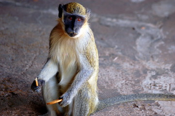 Obraz premium CoockieMonkey