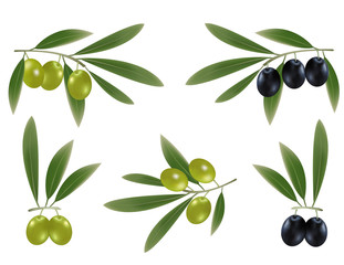 vector illustration. Green ad black olives with leaves.