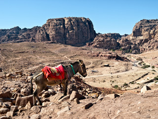 Donkey in Petra, Jordan