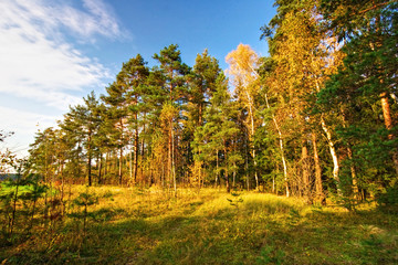 Autumnal forest in sunny weather