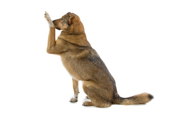 mixed breed dog isolated on a white background