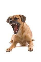 mixed breed dog looking angry