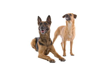 two mixed breed dogs isolated on a white background
