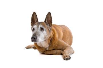 mixed breed dog isolated on a white background