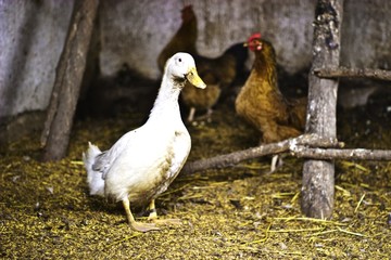 duck