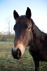 Brown Horse Head Portrait