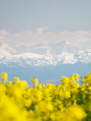 Rapeseed field and mountains