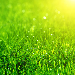 green grass background with sun beam