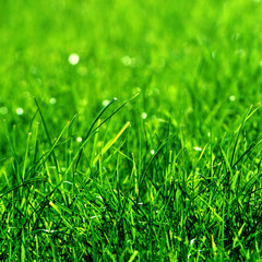 Fototapeta premium green grass background