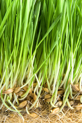 close-up green grass with roots