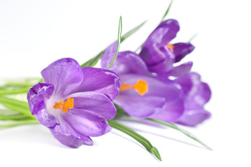 Obraz premium crocus bouquet isolated on white
