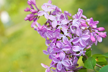 Spring lilac flowers with leaves