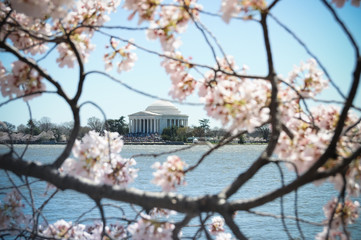 Jefferson Memorial through Cherry Blossoms