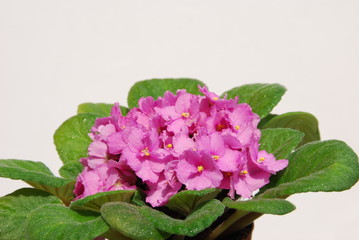 Usambaraveilchen (Saintpaulia ionantha)