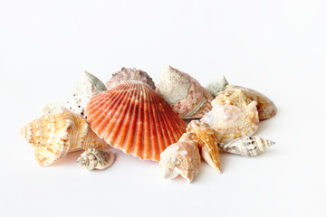 Beautifull sea shells close up white