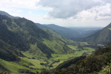 Fototapeta premium Cocora valley and palm forests