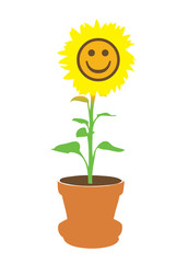 Obraz premium Lachende Sonnenblume im Topf