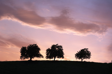 Fototapeta na wymiar Trzy Silhouette drzew na zmierzchu
