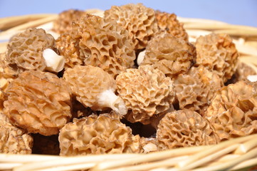 panier de morilles