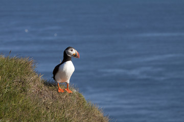 Puffin