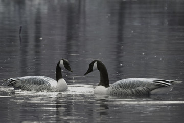 Kanadaganspaar in schwarz weis