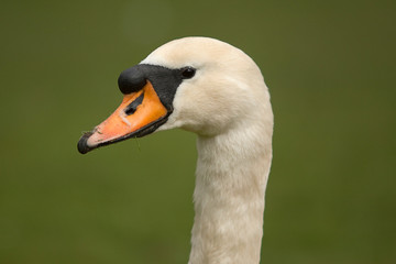 swan portrait 7323