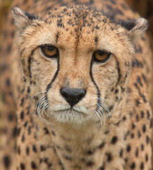 cheetah 7282