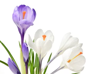 Photo sur Plexiglas Crocus Fleurs de crocus de printemps