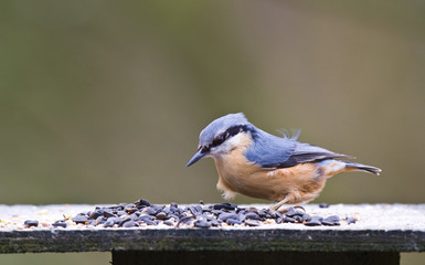 Nuthatch (Sitta europaea) On Bird Feeding Table