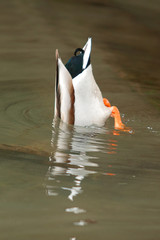 duck feeding 7366