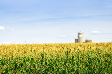 Corn field with silos © Elenathewise