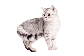 Obraz premium British Shorthaired Cat