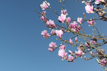 Magnolienzweig vor blauem Himmel