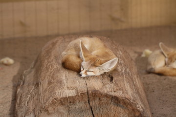 Fennek in Nahaufnahme