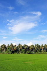 Paddy Field