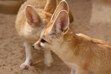 Fennek in Nahaufnahme