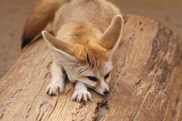 Fennek in Nahaufnahme