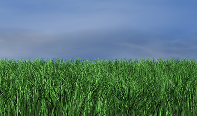 Grashalme - Freisteller